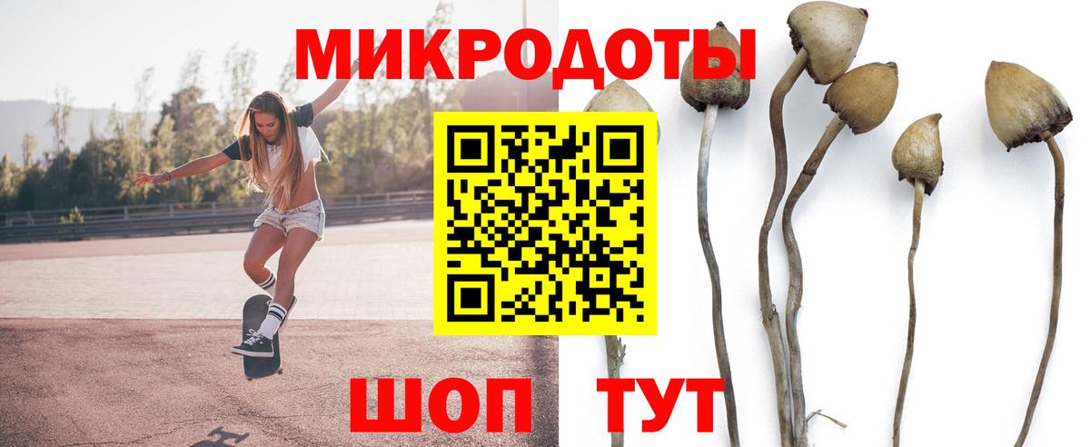 Галлюциногенные грибы Psilocybe Тимашёвск